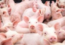 Abate de suínos e frangos têm aumento significativo no último trimestre, apontam dados do IBGE