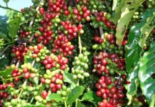 Safra do café para 2020 em Rondônia deve ultrapassar dois milhões de sacas