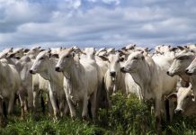 BOI: custo de produção deve ser elevado para confinador em 2020