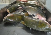 Governo de RO busca parceria para comercializar tambaqui da Amazônia no mercado nacional