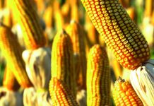 MILHO: demanda aquecida e baixa oferta mantêm preços em alta