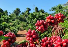 CAFÉ: colheita de robusta se inicia em Rondônia, preços seguem firmes