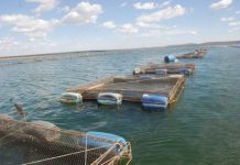 Solicitação para uso de águas da união para aquicultura já pode ser feita online