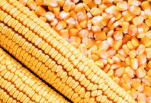 Preço do milho atinge nível histórico, aponta dados do IMEA