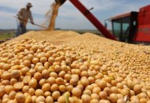 Demanda, alta externa, dólar e logística restrita elevam preços da soja