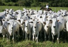 Preços pecuários e de grãos avançam no 1º trimestre e IPPA/CEPEA sobe 13%