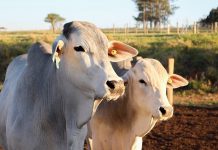 A partir de maio, será proibido ingresso de animais vacinados contra a febre aftosa em RO