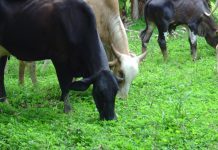 Embrapa desenvolve primeira cultivar brasileira de amendoim forrageiro propagada por sementes