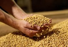 Soja fecha semana em queda no Brasil