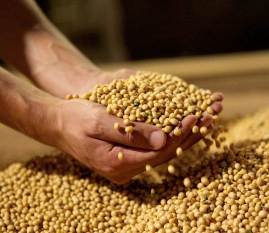 Soja fecha semana em queda no Brasil