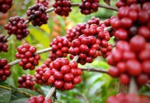 Rondônia lança cartilha com orientações para safra de café 2020 dos robustas amazônicos em tempos de Covid-19