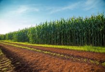 Valor bruto da produção agropecuária é estimado em R$ 689,97 bi para 2020