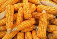 Preços do milho recuam no Brasil
