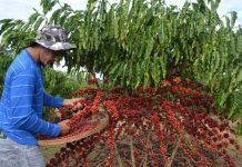 Concafé chega à 5ª edição com mais de R$ 280 mil em prêmios