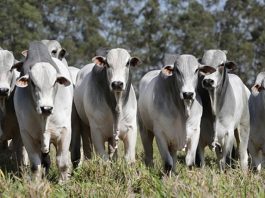 BOI: ritmo de negócios diminui, mas preço da arroba segue firme