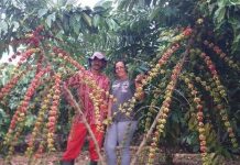 Produtores de Vilhena aprimoram produção de café especial