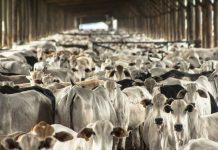 BOI: embarques sustentam preços internos