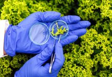 Pesquisa com bioinsumos mobiliza mais de 600 especialistas da Embrapa