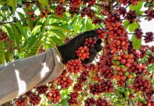 Colheita dos cafés robustas amazônicos avança e chega a 40% em RO