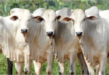 BOI: mercado externo aquecido e menor oferta interna sustentam preços