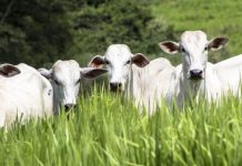 Começa campanha de declaração do rebanho em RO; prazo segue até 31 de maio