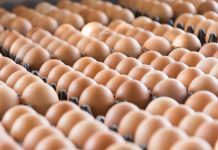 OVOS: cotações caíram nas granjas e no atacado