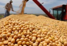 Soja pode voltar a subir com tensão EUA/China