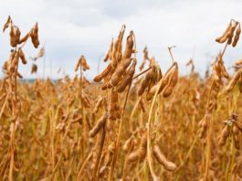 Vazio sanitário da soja começa dia 15 de junho em Rondônia