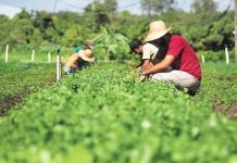 Plano safra 2020/2021 traz mais recursos e taxas de juros menores para agricultura familiar