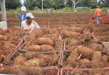 Produtores de inhame encerram colheita e comemoram bons resultados em RO