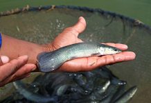 Cipó-alho da Amazônia reforça sistema imunológico de alevinos de pirarucus