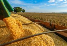 Produção de grãos confirma recorde de 250,5 milhões de toneladas