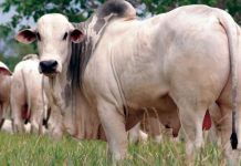 BOI GORDO: mercado segue aquecido