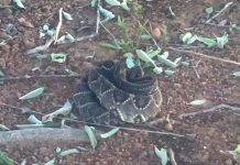 VÍDEO: vilhenense se depara com cobra Cascavel e alerta pedestres e ciclistas que trafegam na pista que dá acesso ao aeroporto