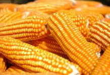 Cotações do milho registram quedas