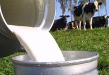 Produtividade pode vencer o desafio imposto pelo atual preço do leite