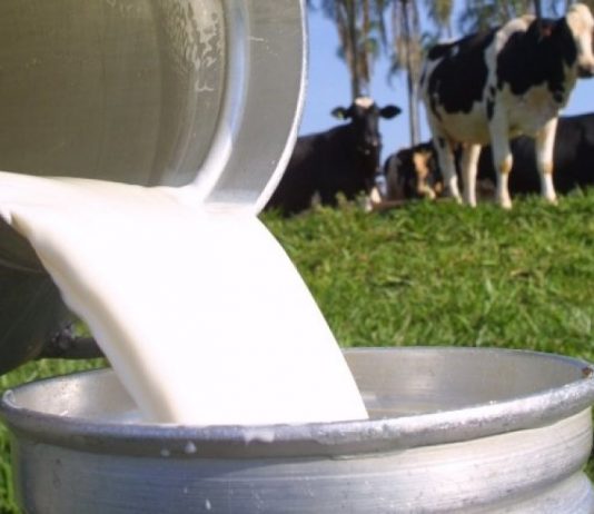 Produtividade pode vencer o desafio imposto pelo atual preço do leite