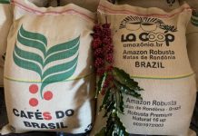 Cooperativa de RO exporta 640 sacas de café robusta amazônico para Coreia do Sul