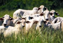 Produtor de RO tem menos de 15 dias para fazer declaração do rebanho