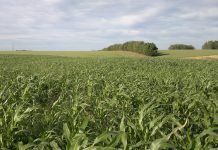 Método de controle do capim-annoni aumenta produtividade da pecuária