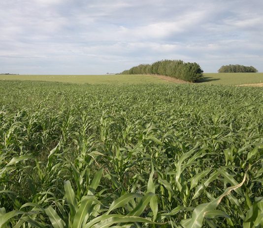 Método de controle do capim-annoni aumenta produtividade da pecuária