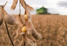 Lucratividade da soja cai 14% com baixa do Dólar