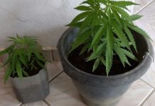 Em investida contra o tráfico, polícia apreende drogas, dinheiro falso, pés de maconha e detém 7 suspeitos em Vilhena