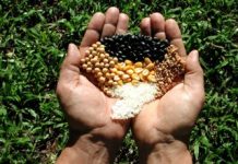 Governo reajusta preços mínimos das culturas de verão