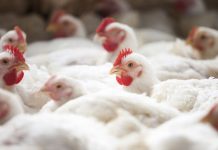 Abertas inscrições para curso online e gratuito sobre transporte legal de aves