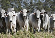 Embarques brasileiros de carne bovina seguem recordes