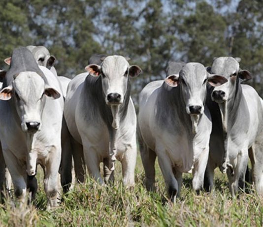 Embarques brasileiros de carne bovina seguem recordes