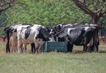 Nutrição de precisão alia produção e sustentabilidade na pecuária leiteira