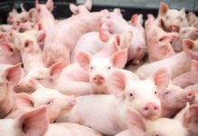 SUÍNOS: cotações encerram junho em alta