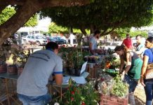 Idaron simplifica cadastro para produtores comerciais e revendedores de plantas ornamentais em RO